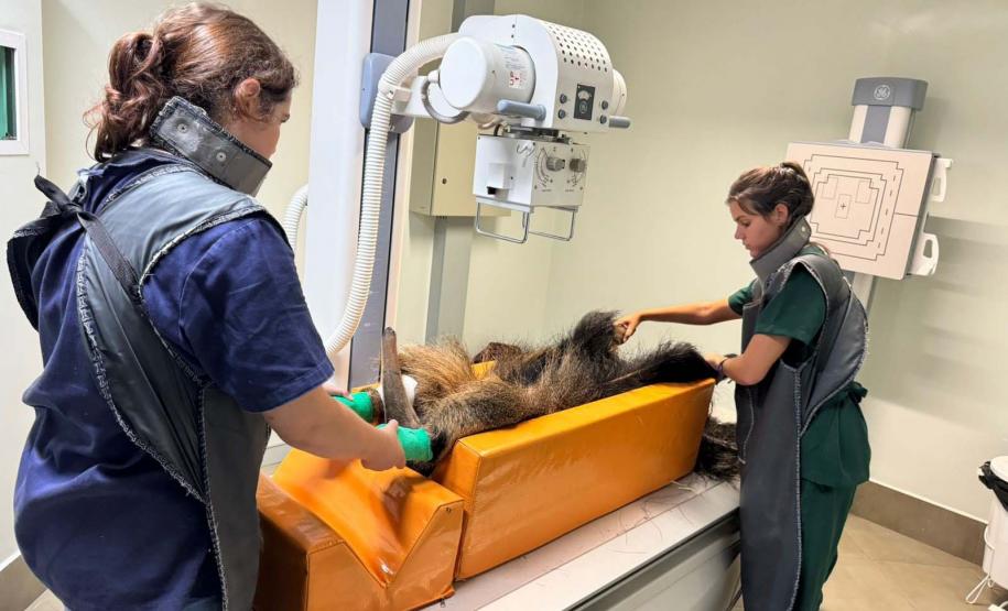 Foto de tamanduá ferido recebendo tratamento