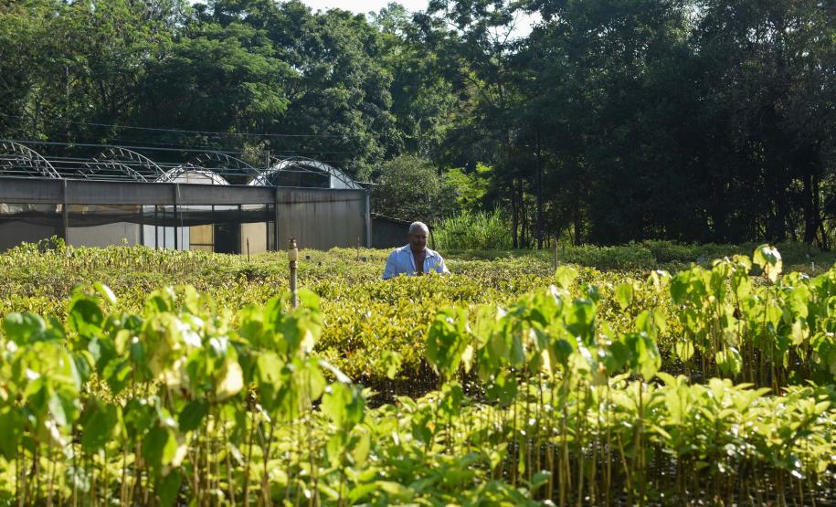 PLANTAS A CÉU ABERTO