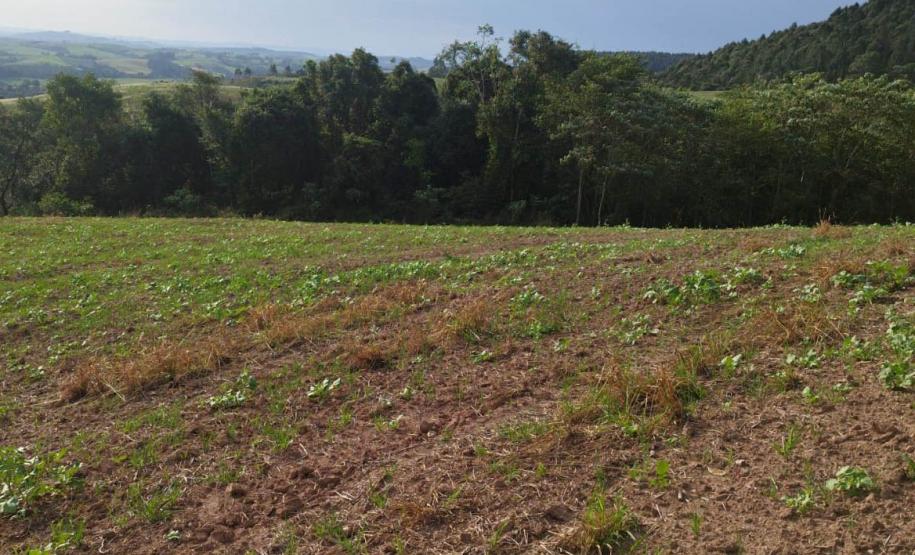 CAMPOS COM VEGETAÇÃO AO FUNDO
