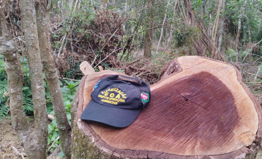 BONÉ DAS FISCALIZAÇÃO EM CIMA DE UM TRONCO DESMATADO