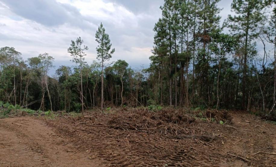 ÁREA DESMATADA VISTA DA PERSPECTIVA A NÍVEL DO SOLO