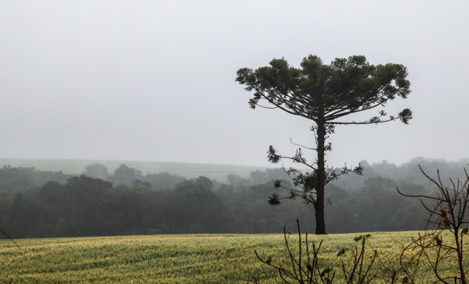 Foto de Araucária