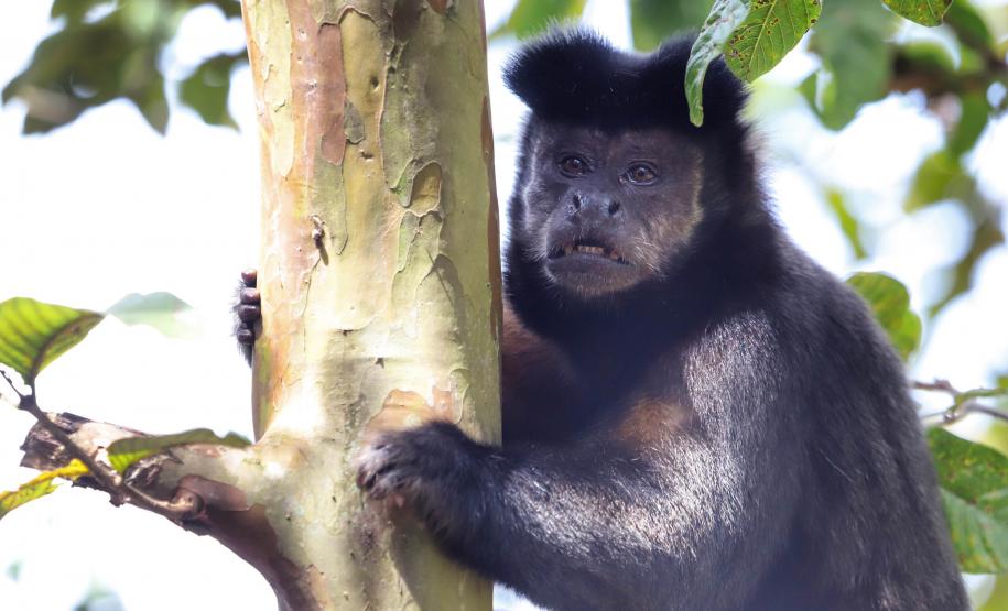 Foto de macaco-prego