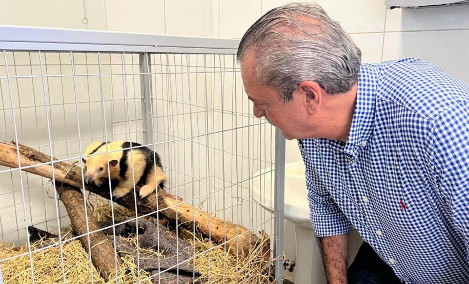 Foto de Everton SOuza observando Tamanduá em tratamento