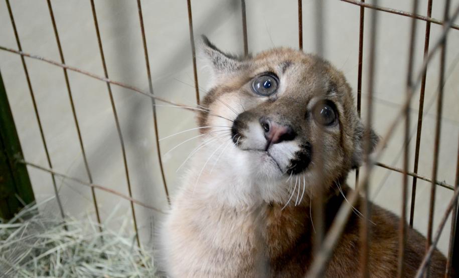 Foto de onça-parda em tratamento