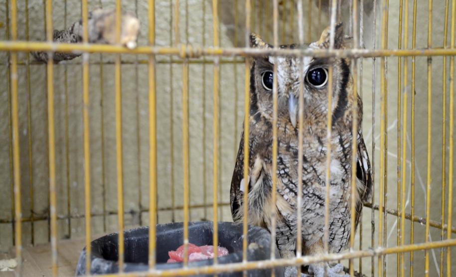 Foto de coruja em tratamento