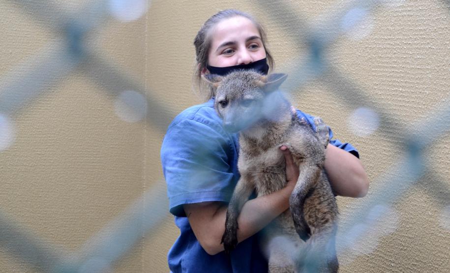 Foto de veterinária cuidando de animal