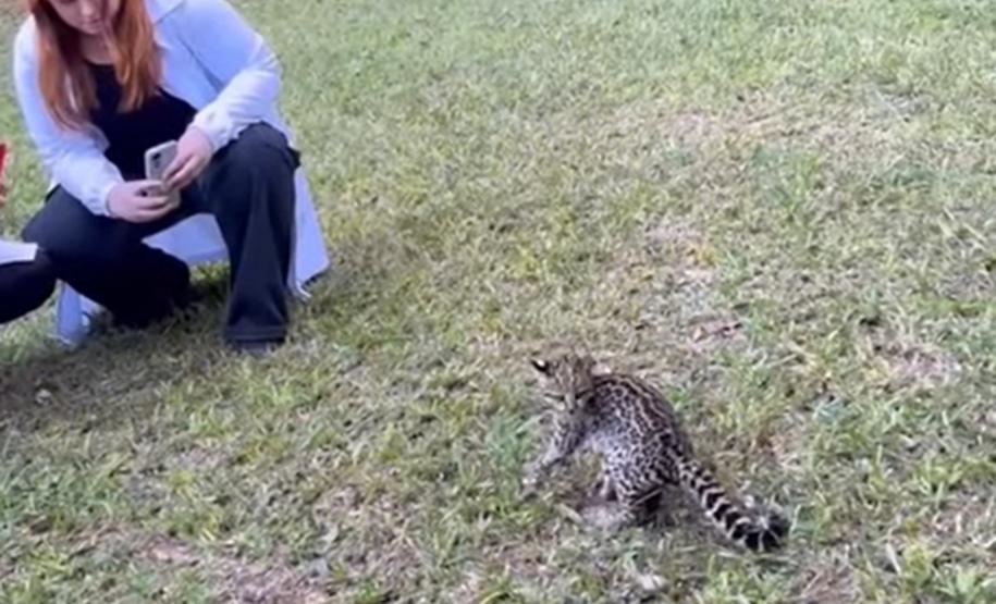 gato do mato sendo devolvido à natureza