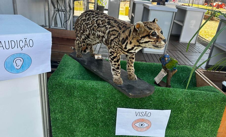 Foto de Jardim sensorial em Cianorte