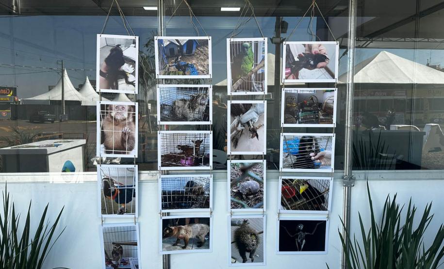 Foto de Jardim sensorial em Cianorte