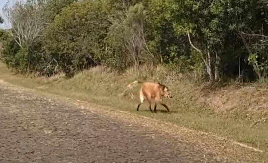 Foto de lobo guará no Parque Vila Velha