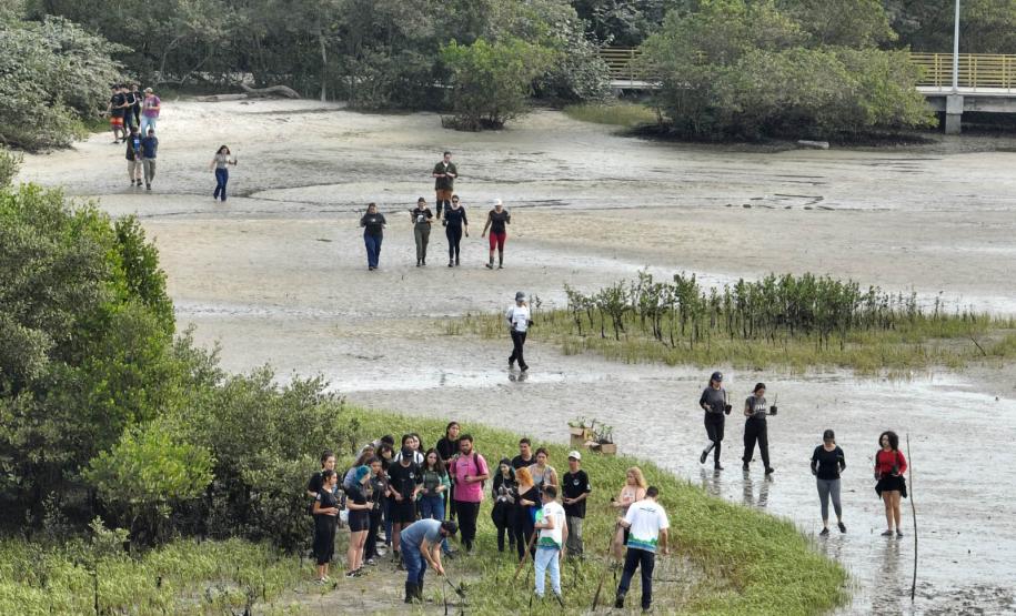 Foto de voluntários durante plantio de mudas