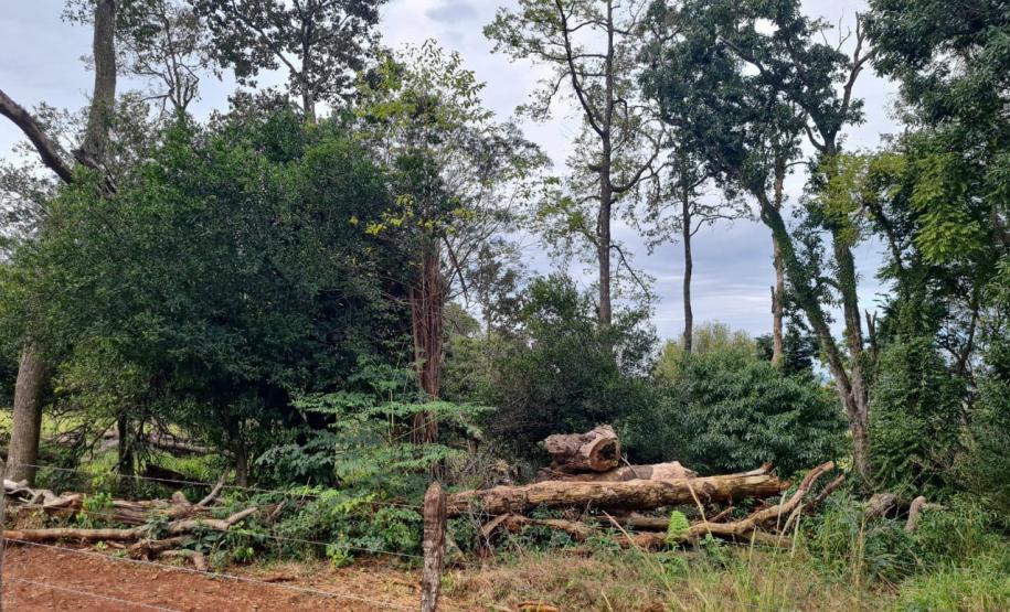 Foto de área desmatada