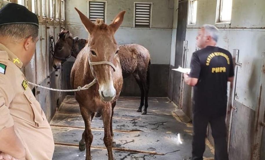 agentes conduzindo animal
