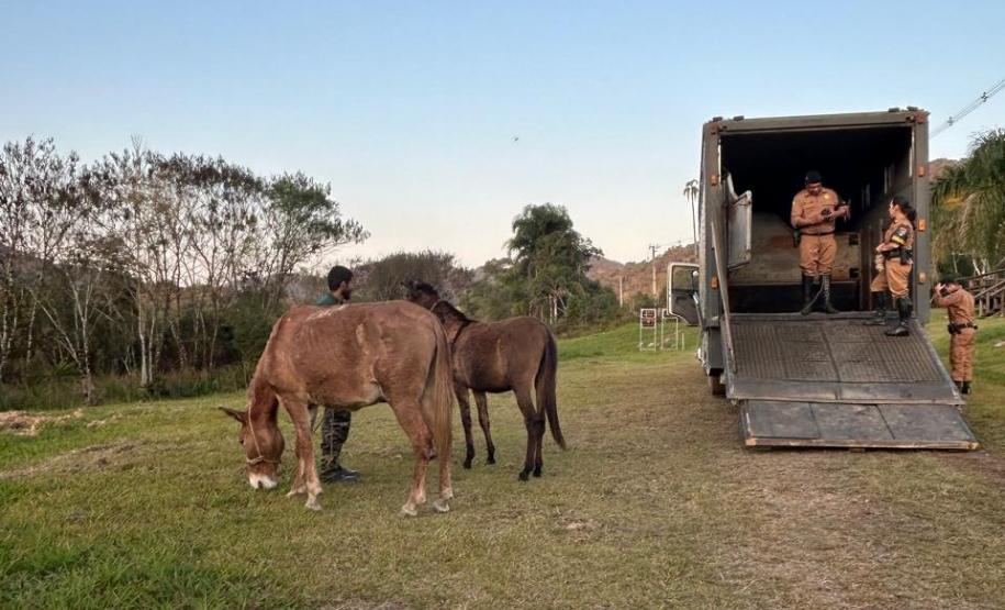 agentes conduzindo animal