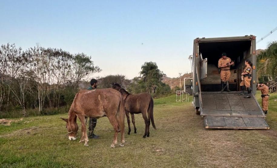 agentes conduzindo animal