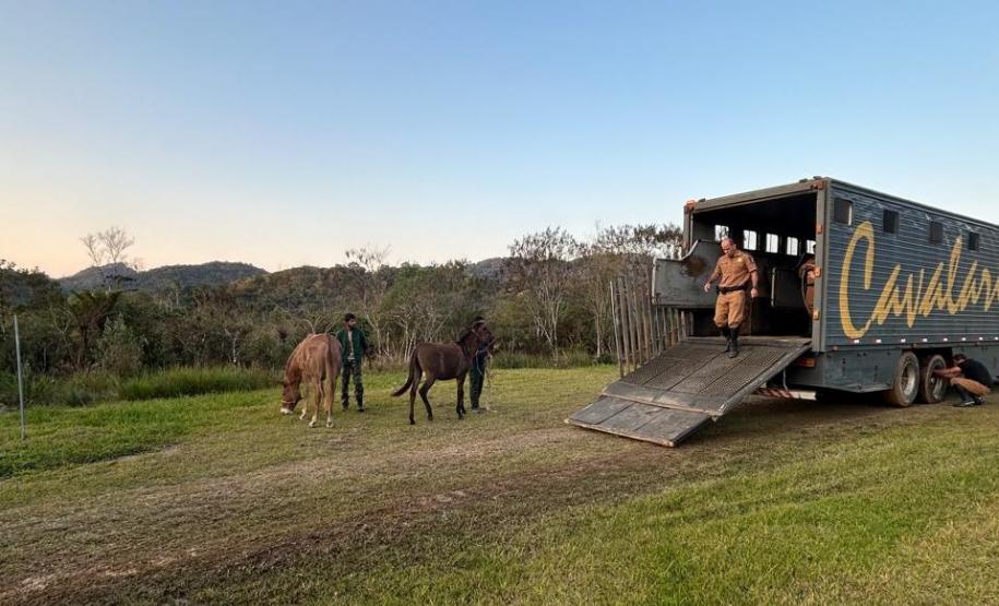 agentes conduzindo animal