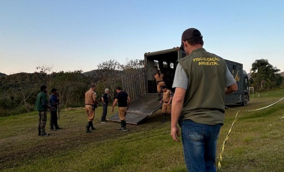 agentes conduzindo animal