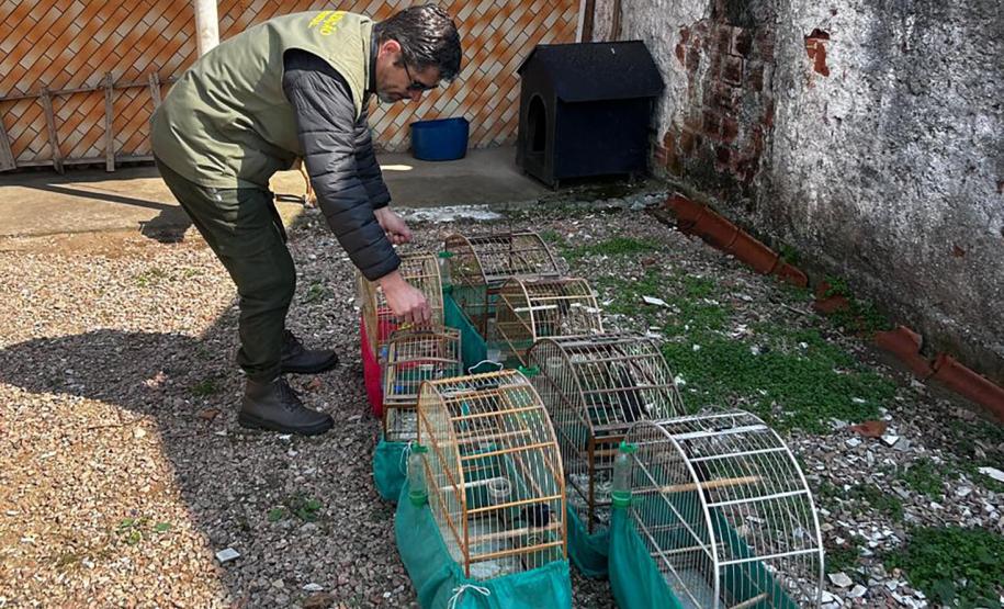 AGENTE COM AVES APREENDIDAS EM GAIOLAS
