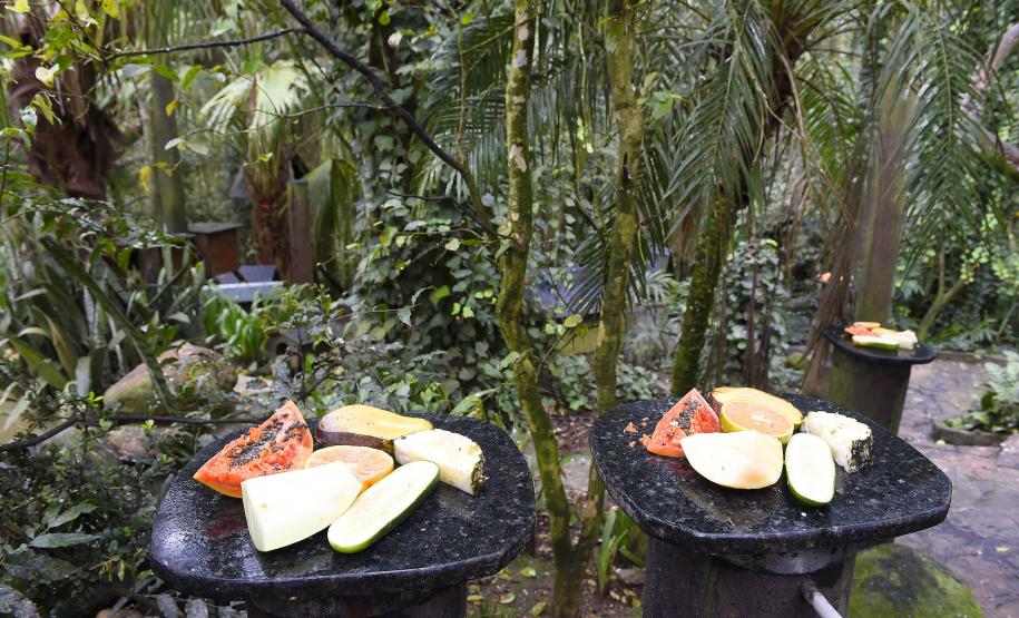 FRUTAS FRENTE A VEGETAÇÃO