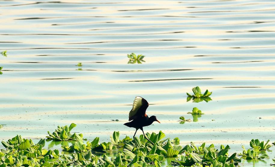 AVE PLANANDO SOBRE PANTANAL