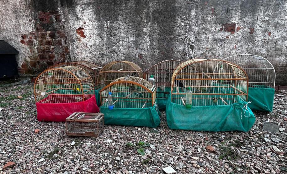 AVES APREENDIDAS EM GAIOLAS