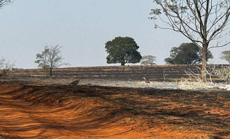 CENAS DE PÓS-INCÊNDIOS