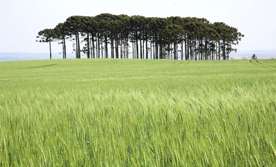CAMPO COM ARACÁRIAS