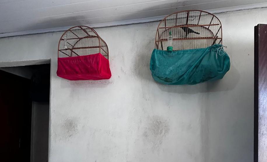 AVES APREENDIDAS EM GAIOLAS