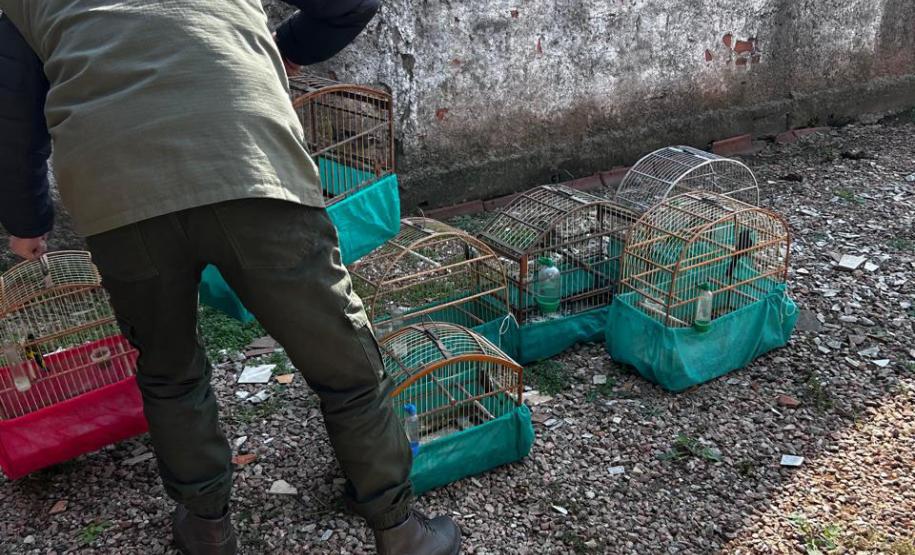 AGENTE COM AVES APREENDIDAS EM GAIOLAS