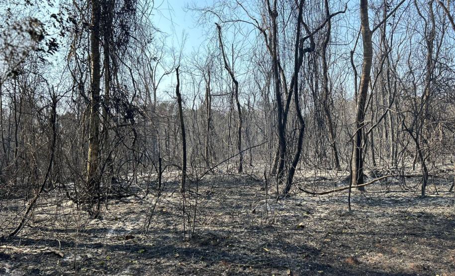 CENAS DE PÓS-INCÊNDIOS