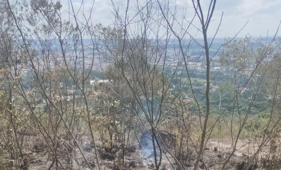 VEGETAÇÃO PÓS INCENDIO