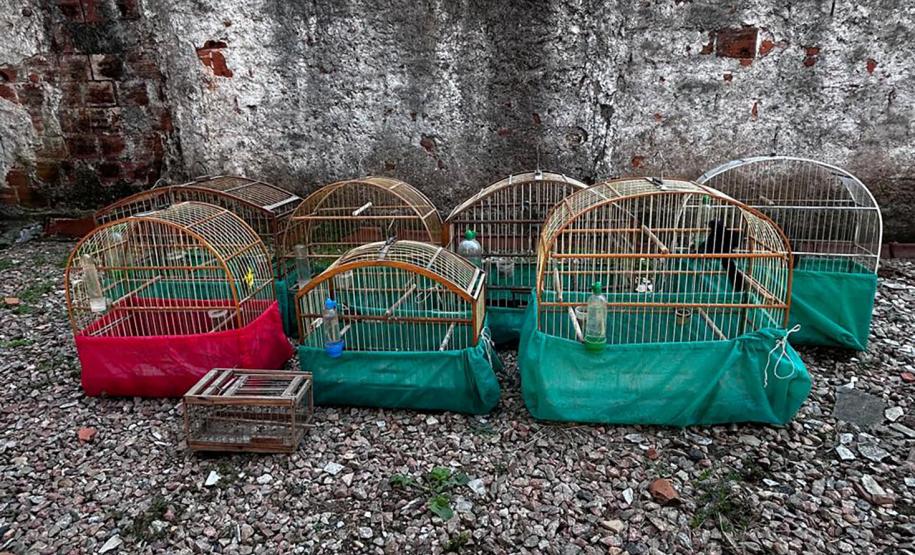 AVES APREENDIDAS EM GAIOLAS