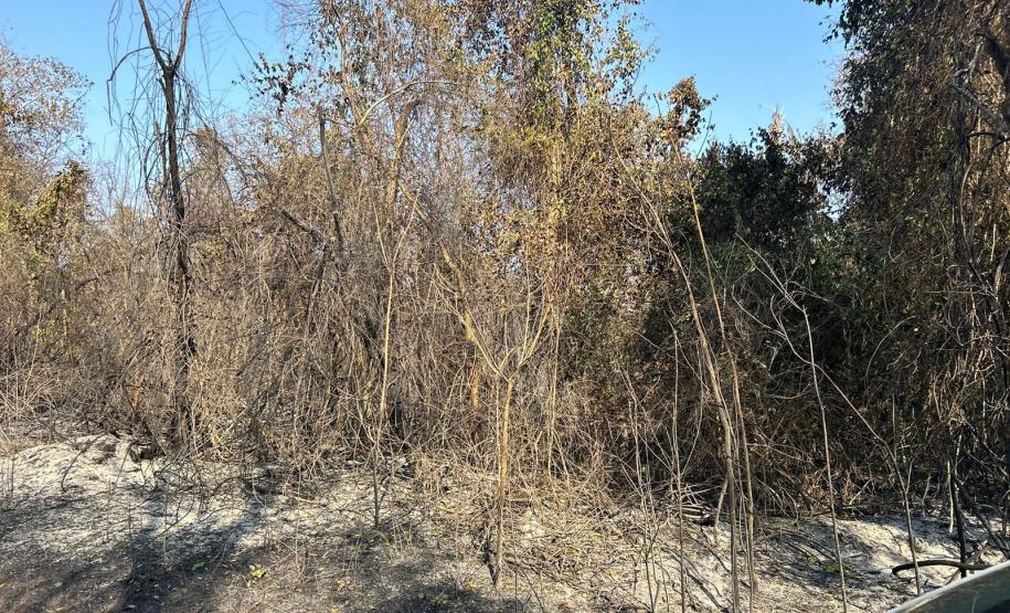 CENAS DE PÓS-INCÊNDIOS