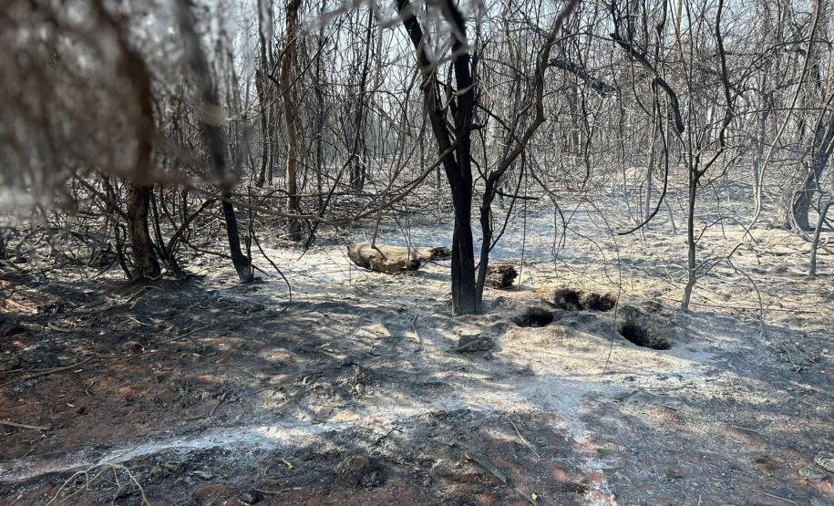 CENAS DE PÓS-INCÊNDIOS