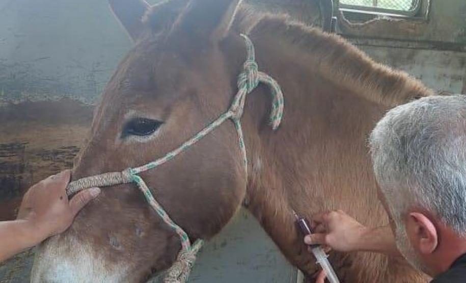 agentes conduzindo animal