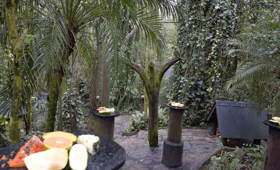 FRUTAS DEBAIXO DE UMA ÁRVORE