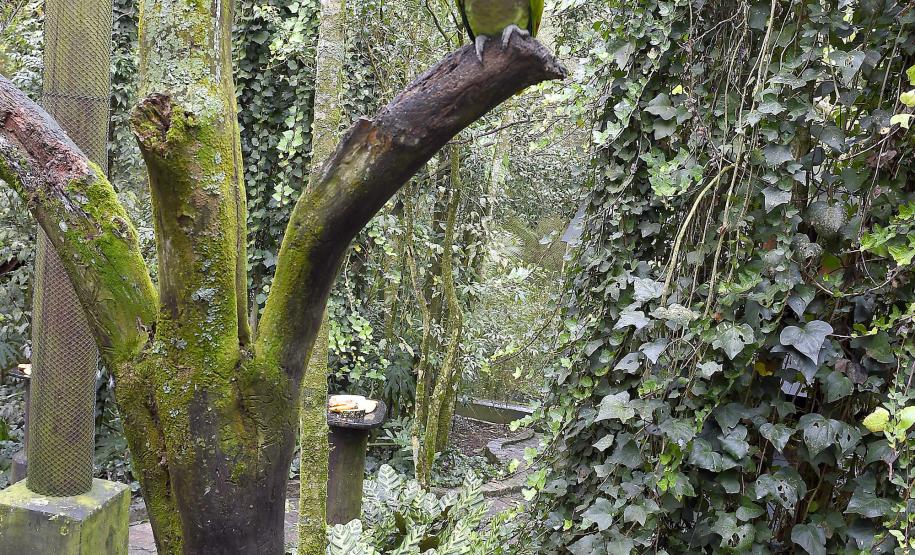 FRUTAS DEBAIXO DE UMA CORUJA