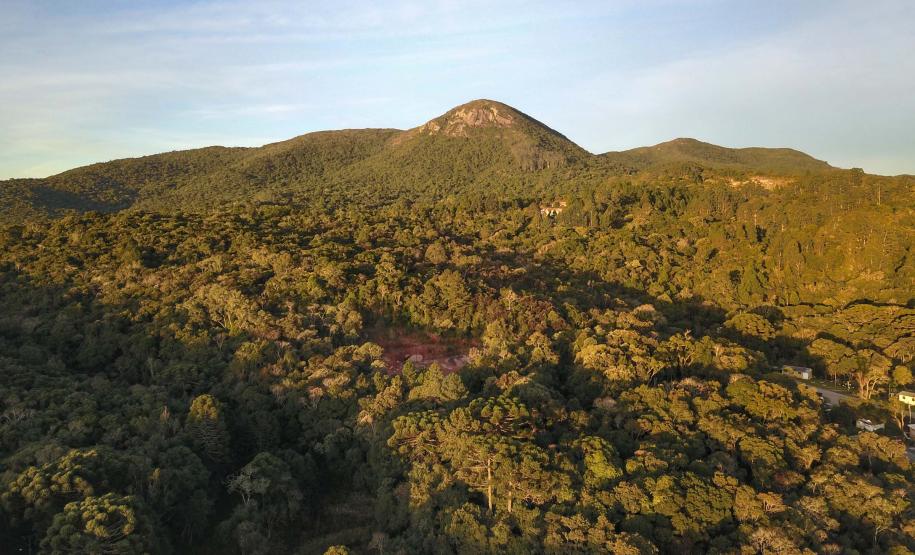 Foto de paisagem com floresta