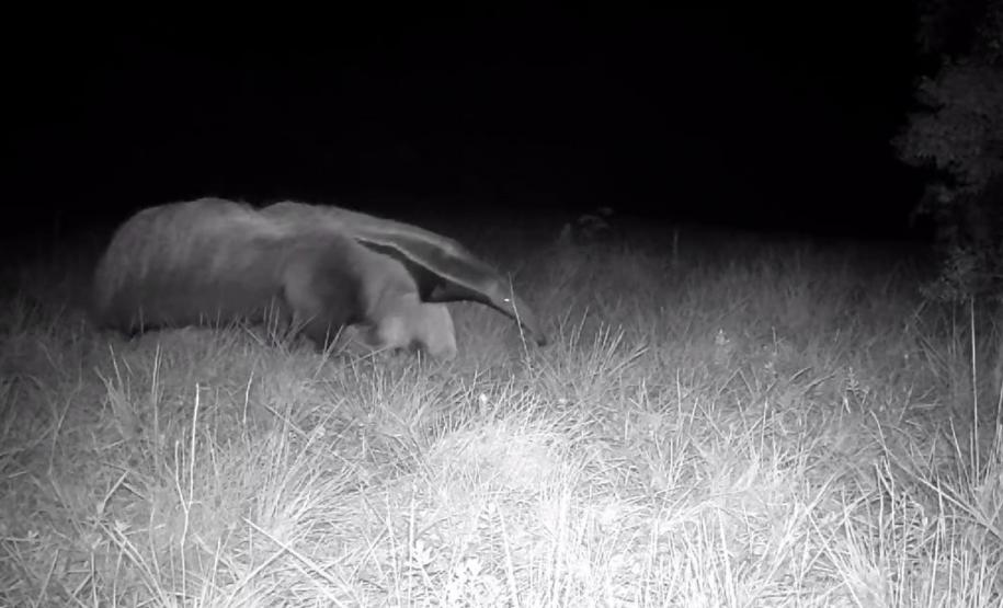 Foto de tamanduá-bandeira no parque vila velha