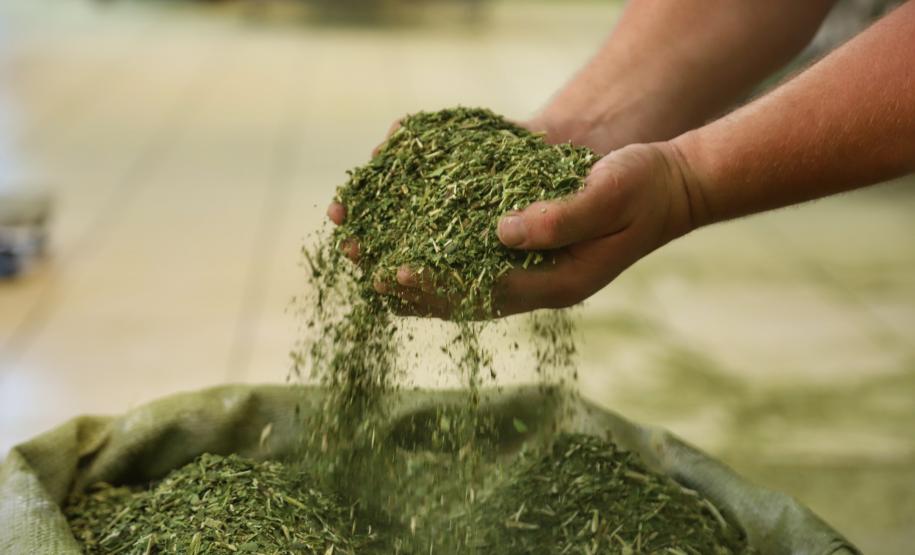 MÃOS HUMANAS SEGURANDO ERVA MATE