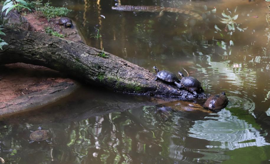Foto de tartarugas em lago