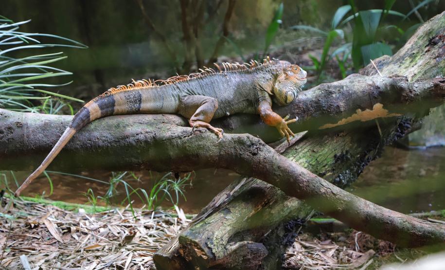 Foto de iguana em lago
