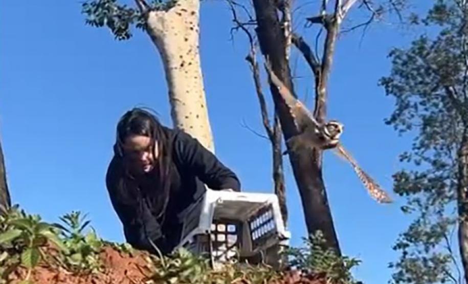 Foto de coruja sendo solta por agente do IAT