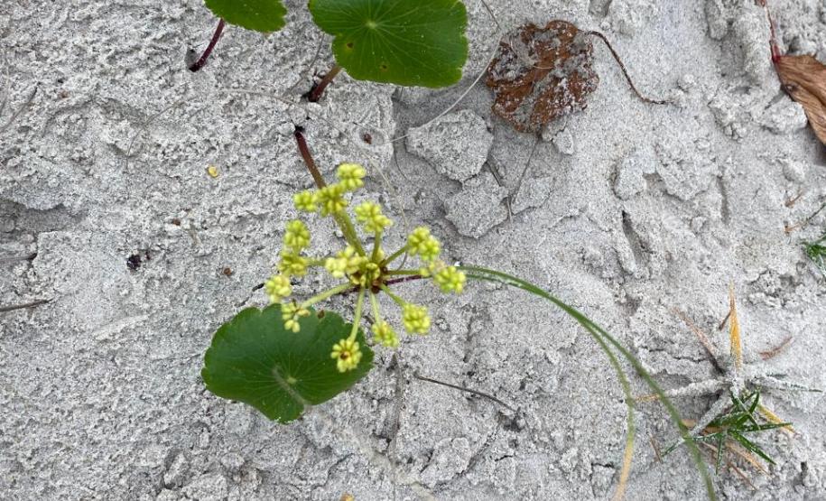 Foto de vegetação nas dunas de Matinhos