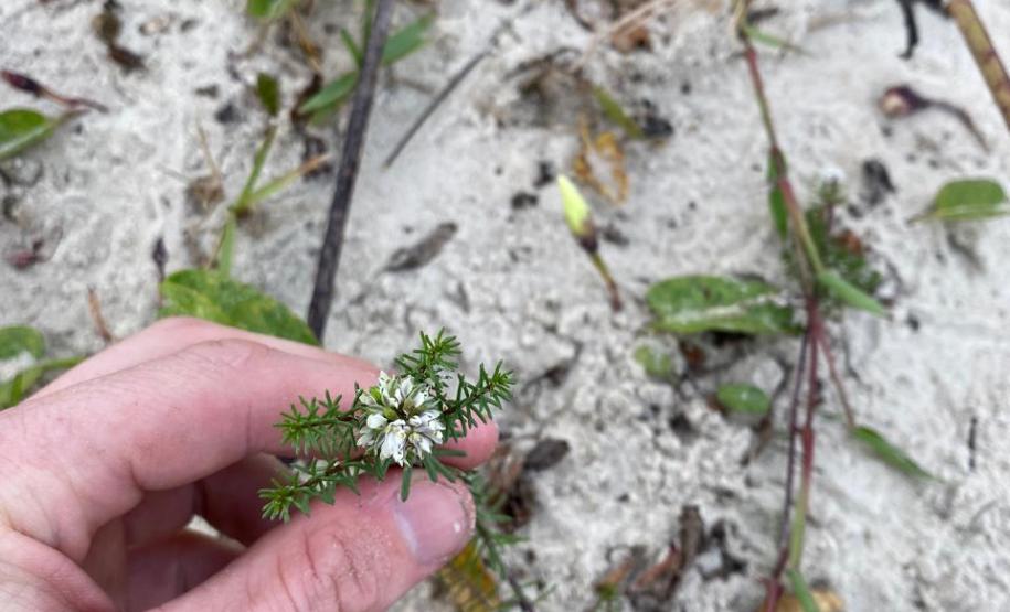 Foto de vegetação nas dunas de Matinhos