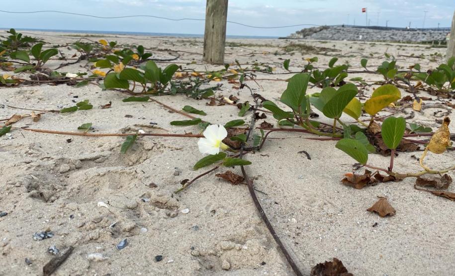 Foto de vegetação nas dunas de Matinhos