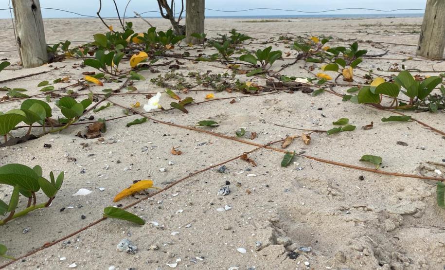 Foto de vegetação nas dunas de Matinhos