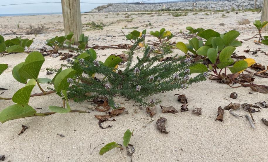 Foto de vegetação nas dunas de Matinhos