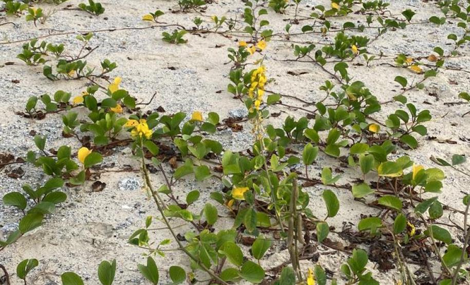 Foto de vegetação nas dunas de Matinhos